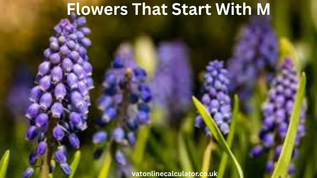 What Are Flowers That Start With M