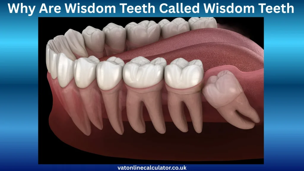 What Are Wisdom Teeth