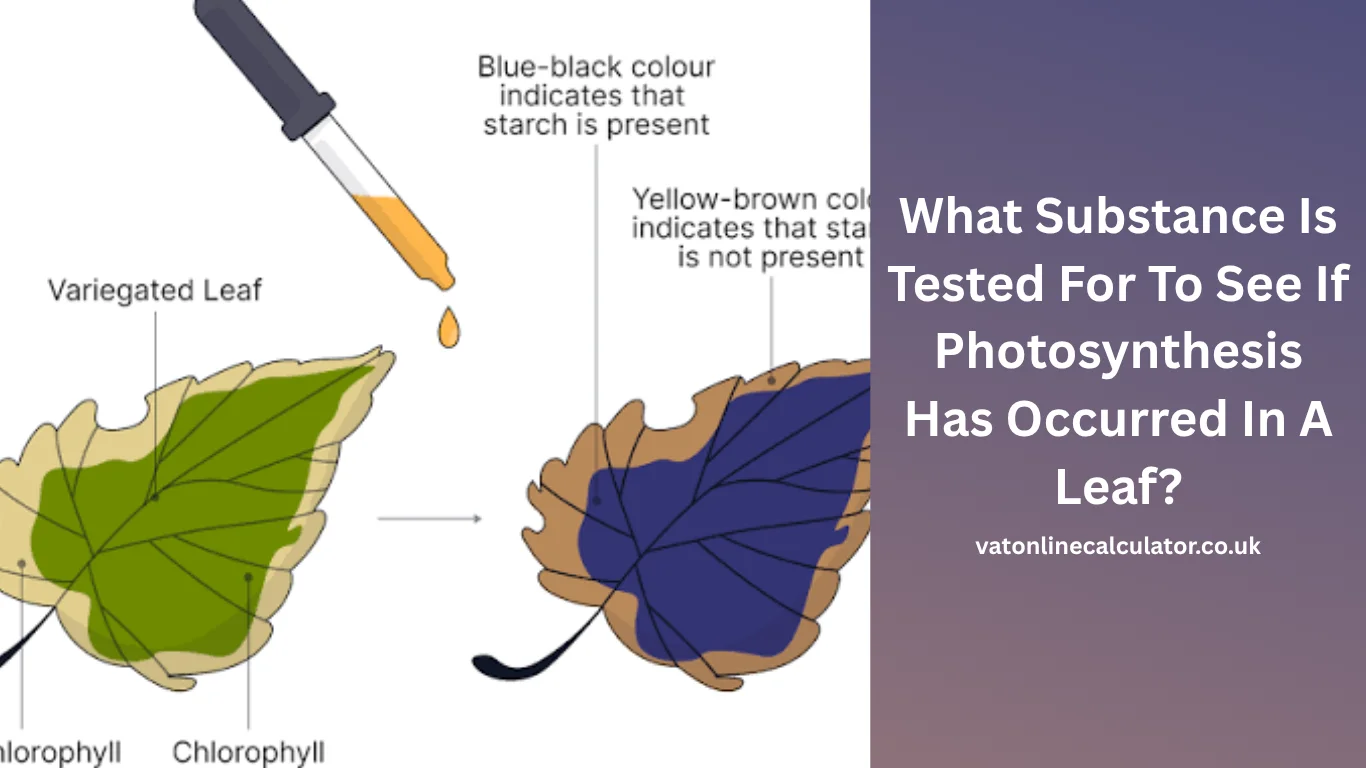 What Substance Is Tested For To See If Photosynthesis Has Occurred In A Leaf