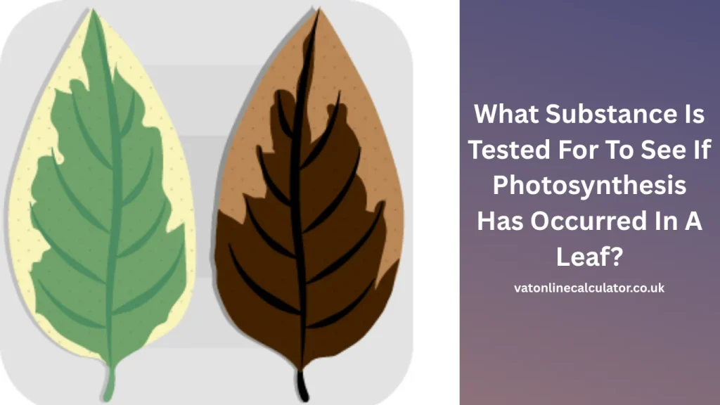Why Starch Is the Key Evidence of Photosynthesis